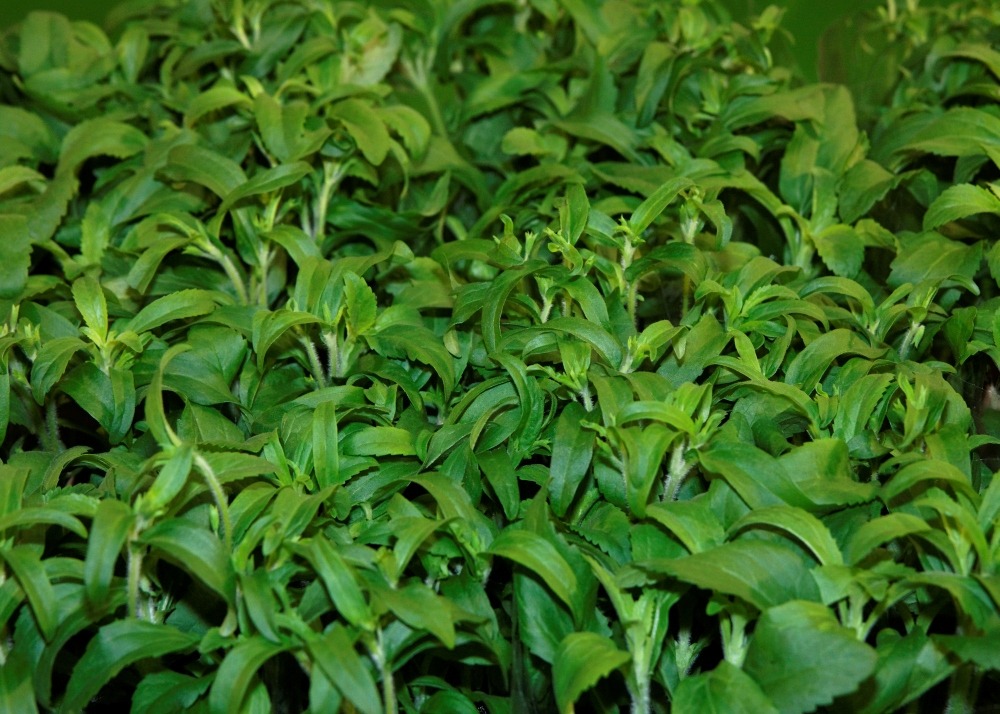 Chanvre d'eau - 100 graines - avec substrat - stevia rebaudiana