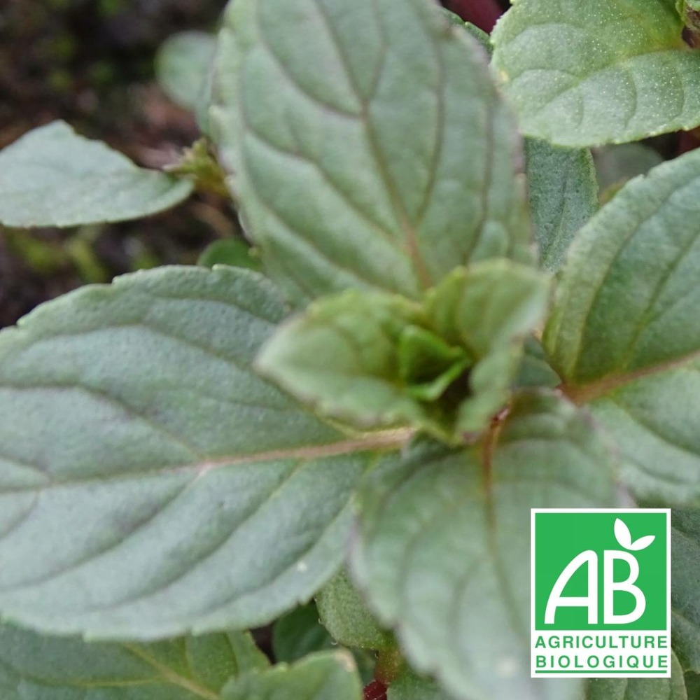 Menthe glacial bio/mentha rotundifolia glacial[-]godet