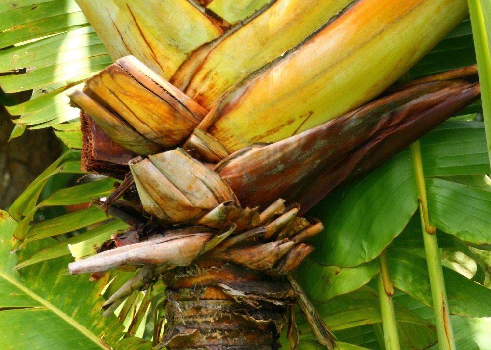 Kit cadeau - arbre du voyageur - 8 graines - ravenala madagascariensis