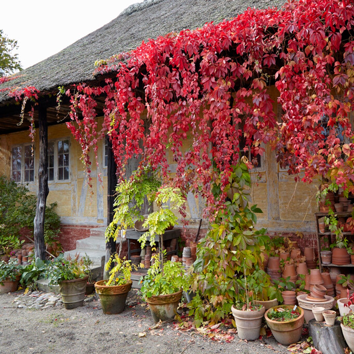 Bloomique – Parthenocissus Quinquefolia Engelmannii – Wilde klimplant – Klimplanten – Tuinplanten – Winterhard – Potmaat 15 cm – 70–80 cm hoog