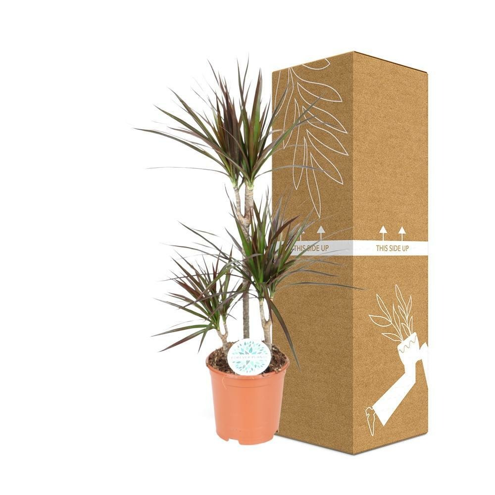 Plante d'intérieur - dracaena magenta 95.0cm
