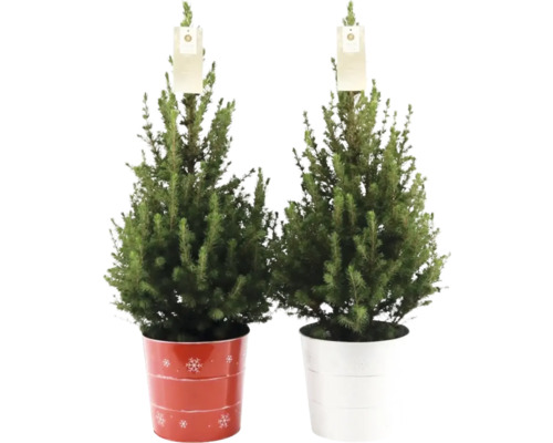 Suikerbroodspar FloraSelf H 60-70 cm D 17 cm zinken pot