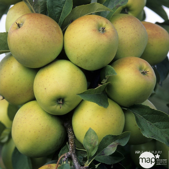 Pommier Golden Delicious : gobelet 3 ans d'âge ctr 12 litres