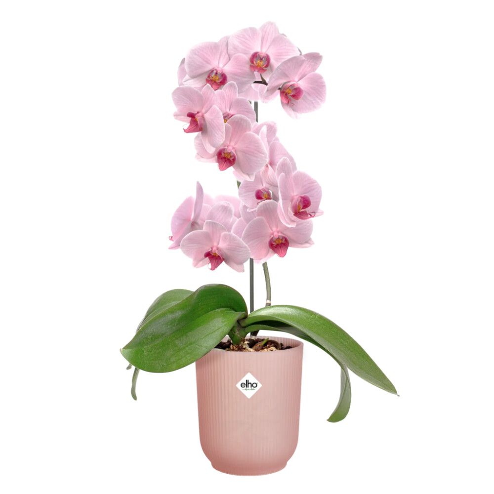 ORKIDÉKRUKA ROSA 12,5 CM