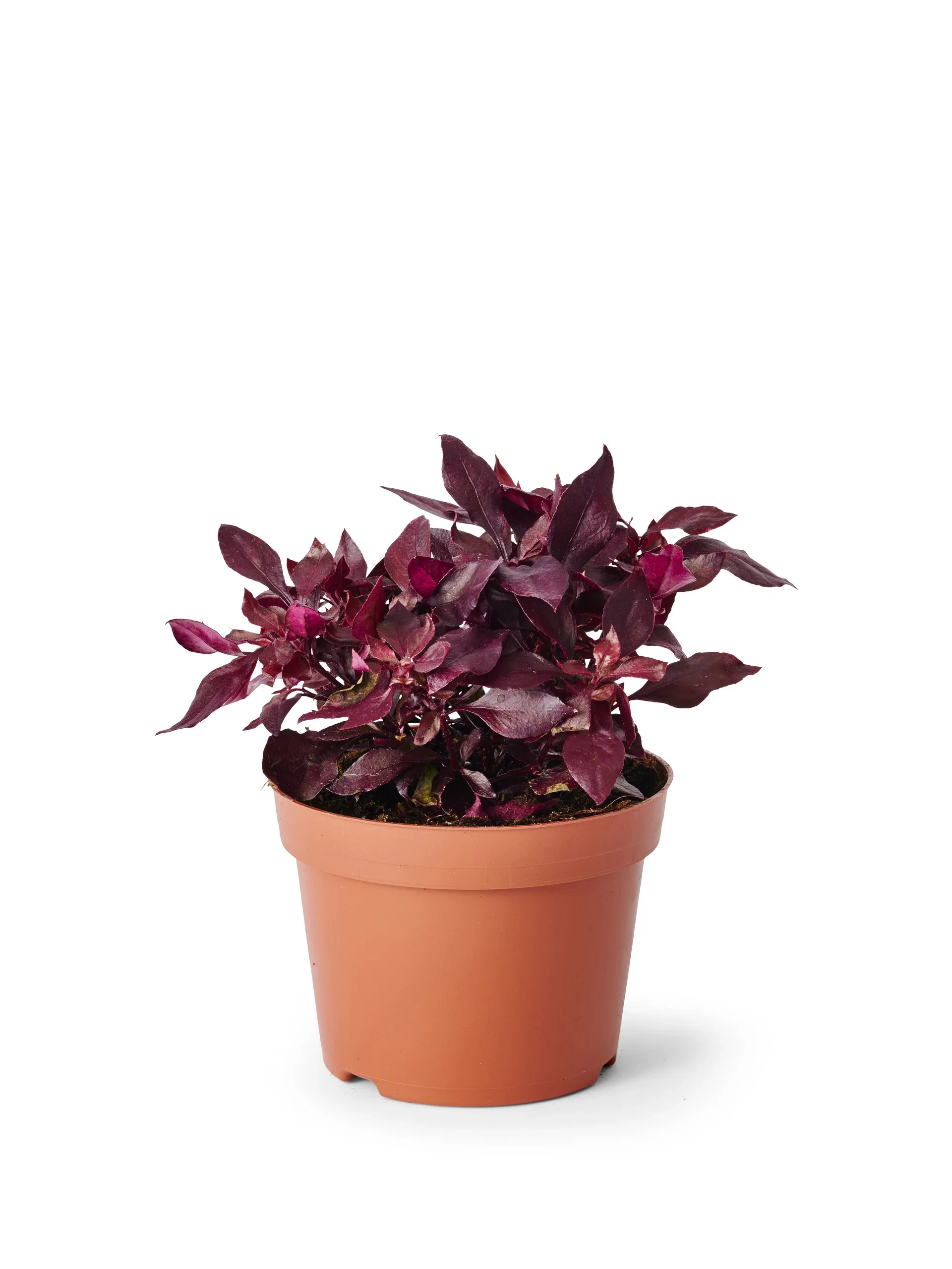Alternanthera 'Choco Chili' Papegøyeblad 'Choco Chili' Ø12 cm