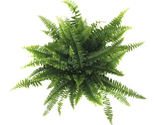 Zwaardvaren FloraSelf Nephrolepis exaltata 'Green Lady' H 30-40 cm Ø 12 cm pot