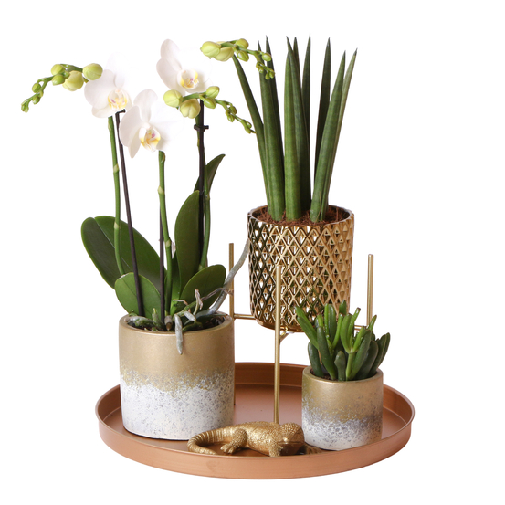 Compo 3 plantes d'intérieur - pot Déco D30cm