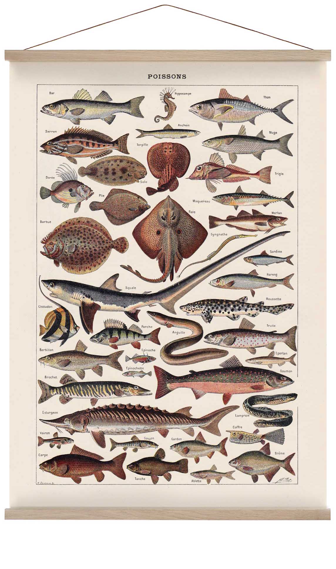 Poissons Fisch