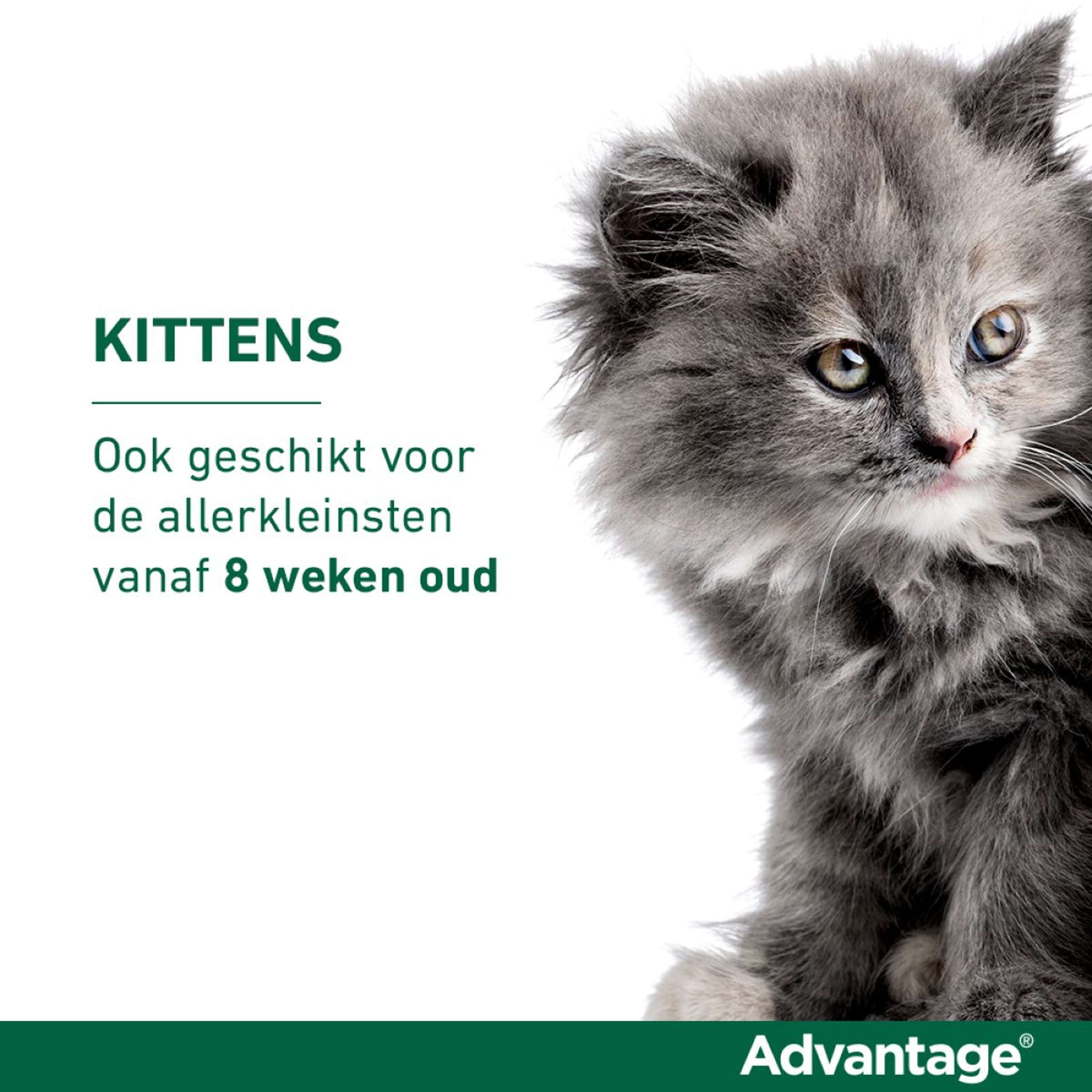 Advantage 40 Spot-On Kat <4kg