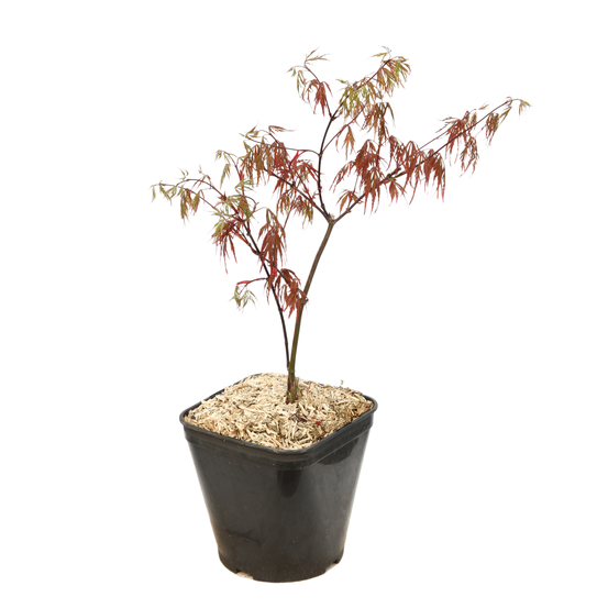 L'Acer palmatum Dissectum Inaba Shidare : C3L