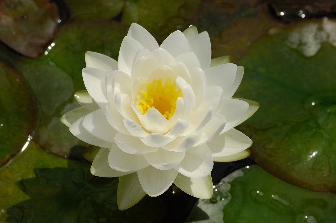 Waterlelie (Nymphaea 'Gonnere') D 11 H 30 cm