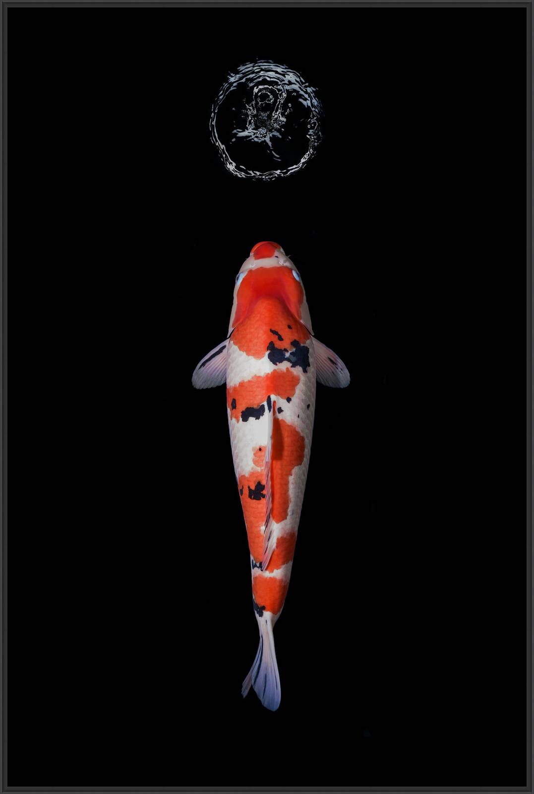 Sanke by Heiko Hellwig - Limited Edition. Edition of: 100. Signed.