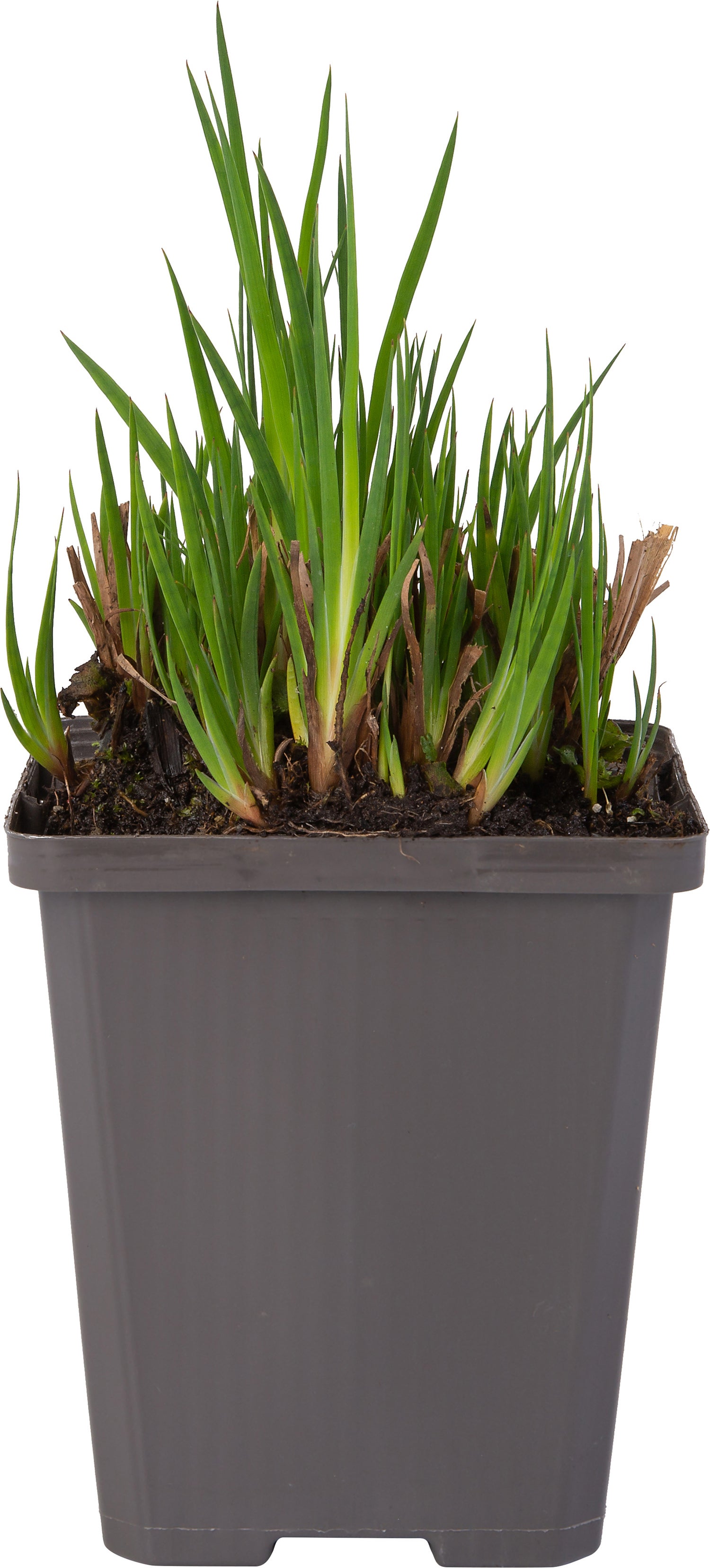Dwergrus (Juncus ensifolius) D 9 H 20 cm