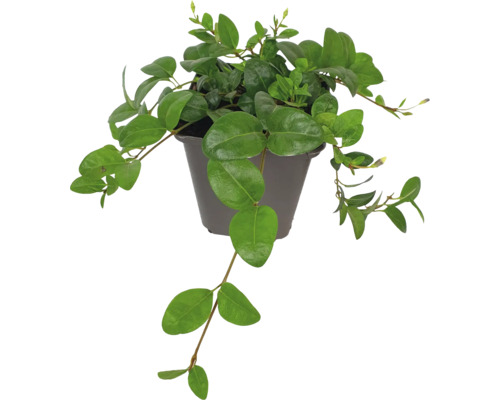 Kleine Maagdenpalm FloraSelf Vinca minor 'Valentin' 5/7 scheuten Ø 9 cm pot