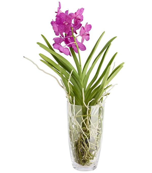 Vanda-Orchidee - Vanda cultivars im Glas,