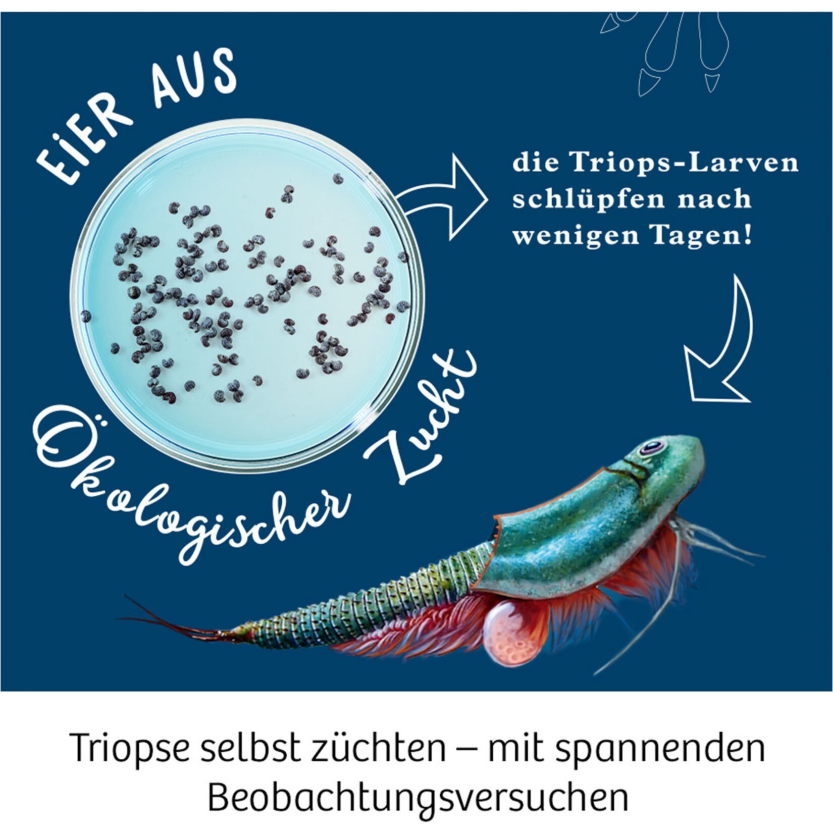 Kosmos Experimentierkasten Triops-Welt