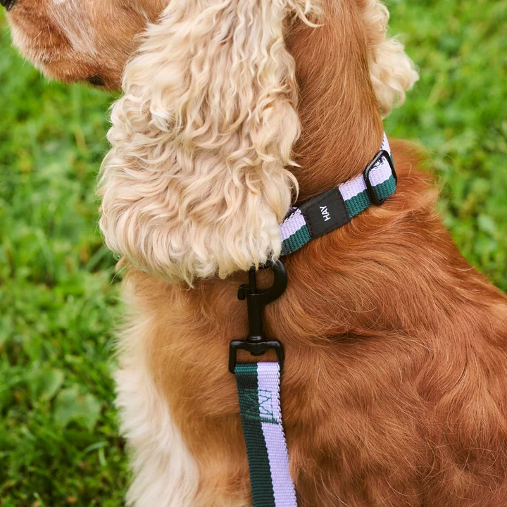 HAY - Dogs Hundehalsband, M/L, blau / schwarz