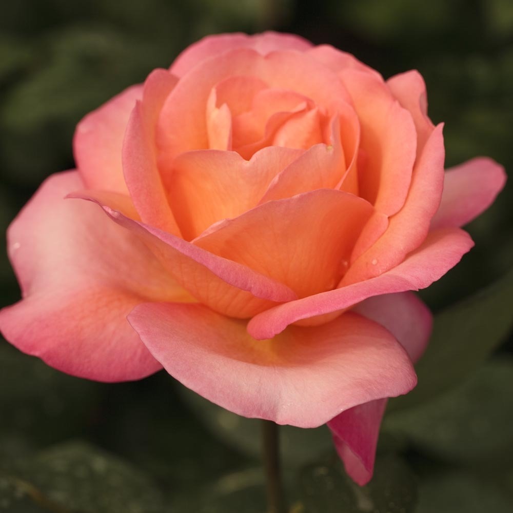 Rosier jazz festival ® meizizany le pot de 3l
