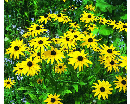 Zonnehoed FloraSelf Rudbeckia fulgida 'Goldsturm' Co 3 L