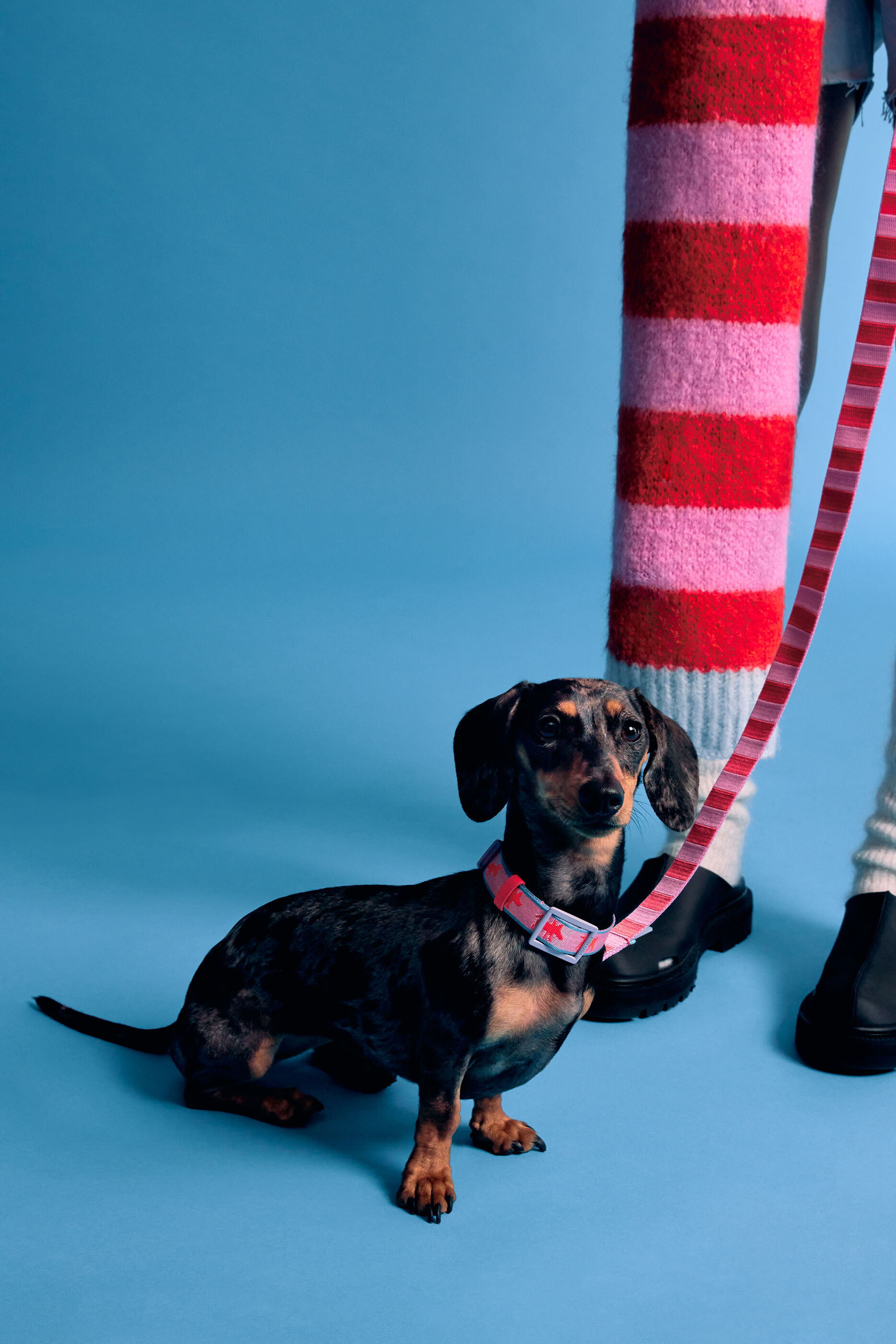 Coleira para animais de estimação com o logotipo rosa da Lola