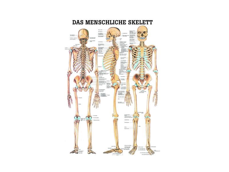 Rüdiger Anatomische Lehrtafel Das menschliche Skelett 70 x Anatomisches Poster
