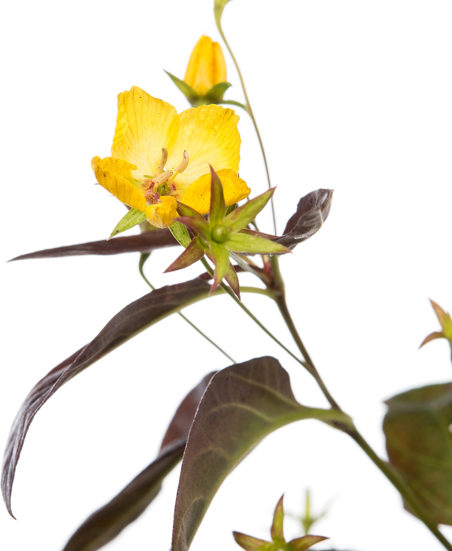 Wederik (Lysimachia ciliata 'Firecracker') D 11 H 10 cm
