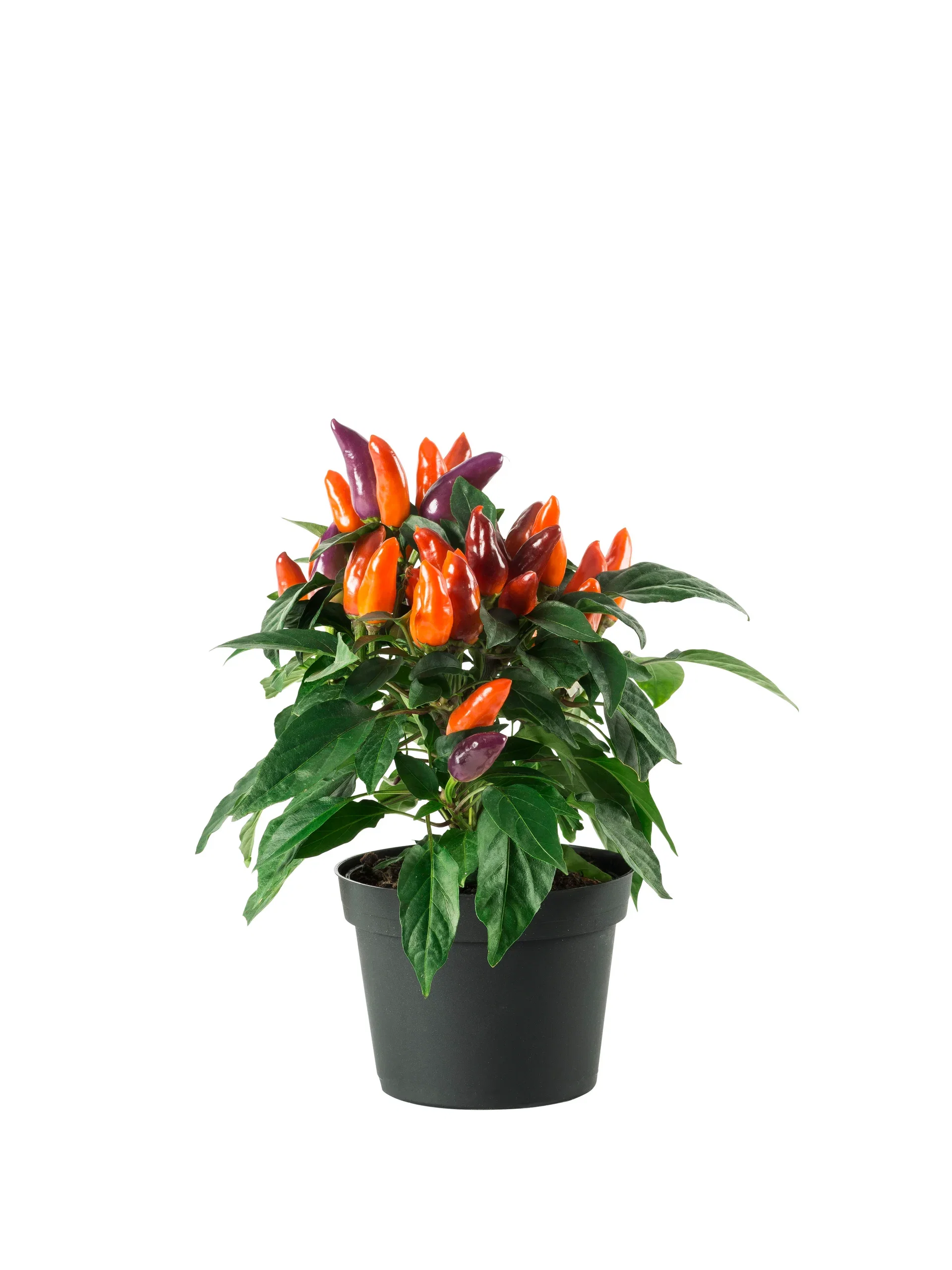 Capsicum annuum Prydpaprika Ø10,5 cm