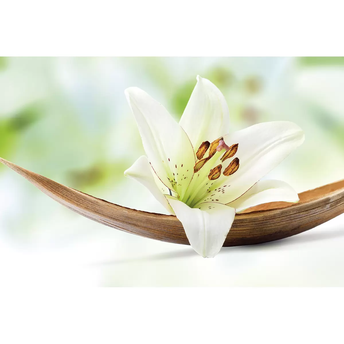 Kunstdruck Bild DB 116x78 White Lily grün,braun,weiss