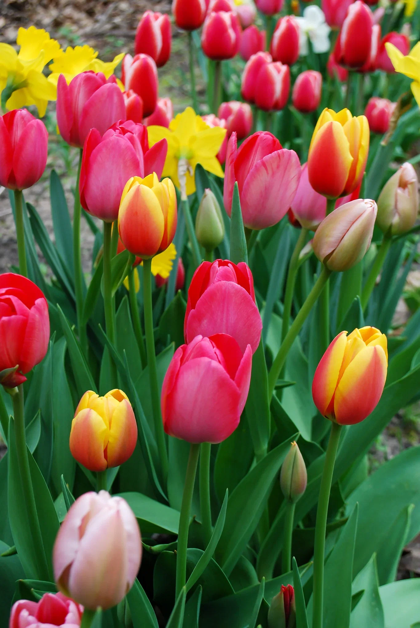 Tulipa (Darwinhybrid-Group) Tulipan Darwinhybrid miks
