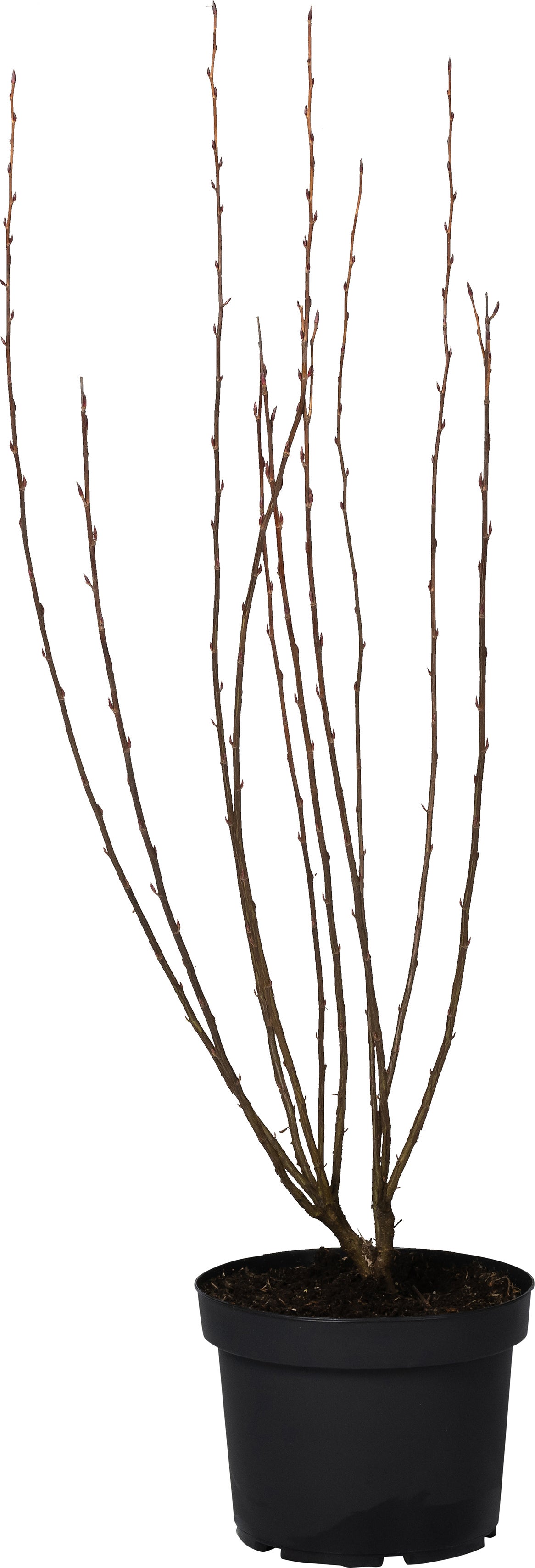 Rode Ribes (Ribes sanguineum 'King Edward VII') D 29 H 60 cm