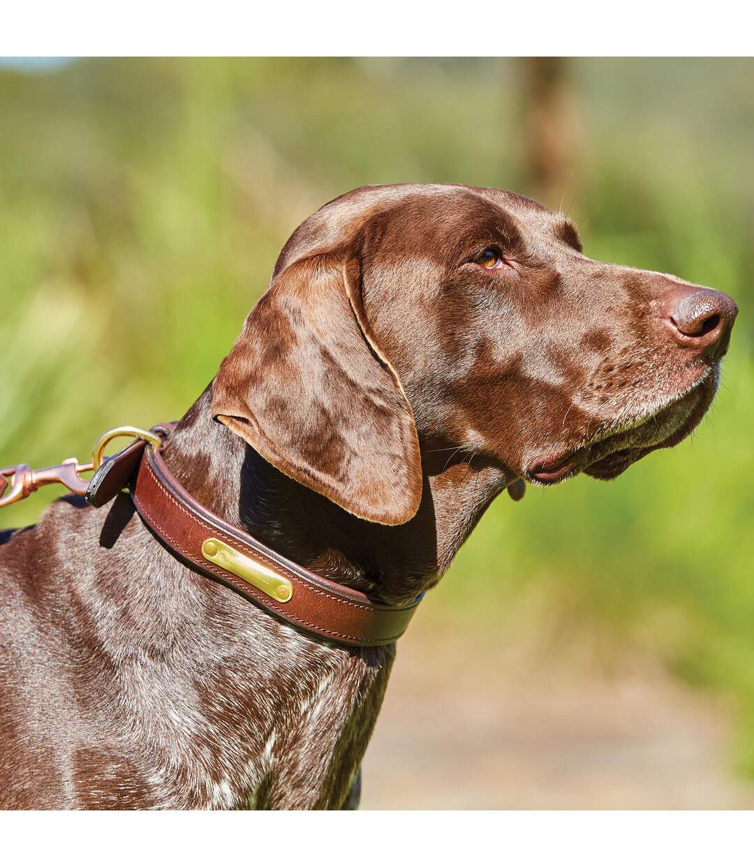 Weatherbeeta - Collier cuir - Chien (Marron) (XS) - UTWB1258