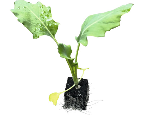 Biologische groentezaailingen, groentesoorten los met kluit/potgrond