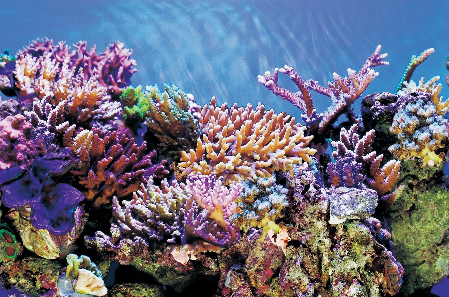SuperFish aquarium decoratie Poster A3 multi 100 x 49 cm