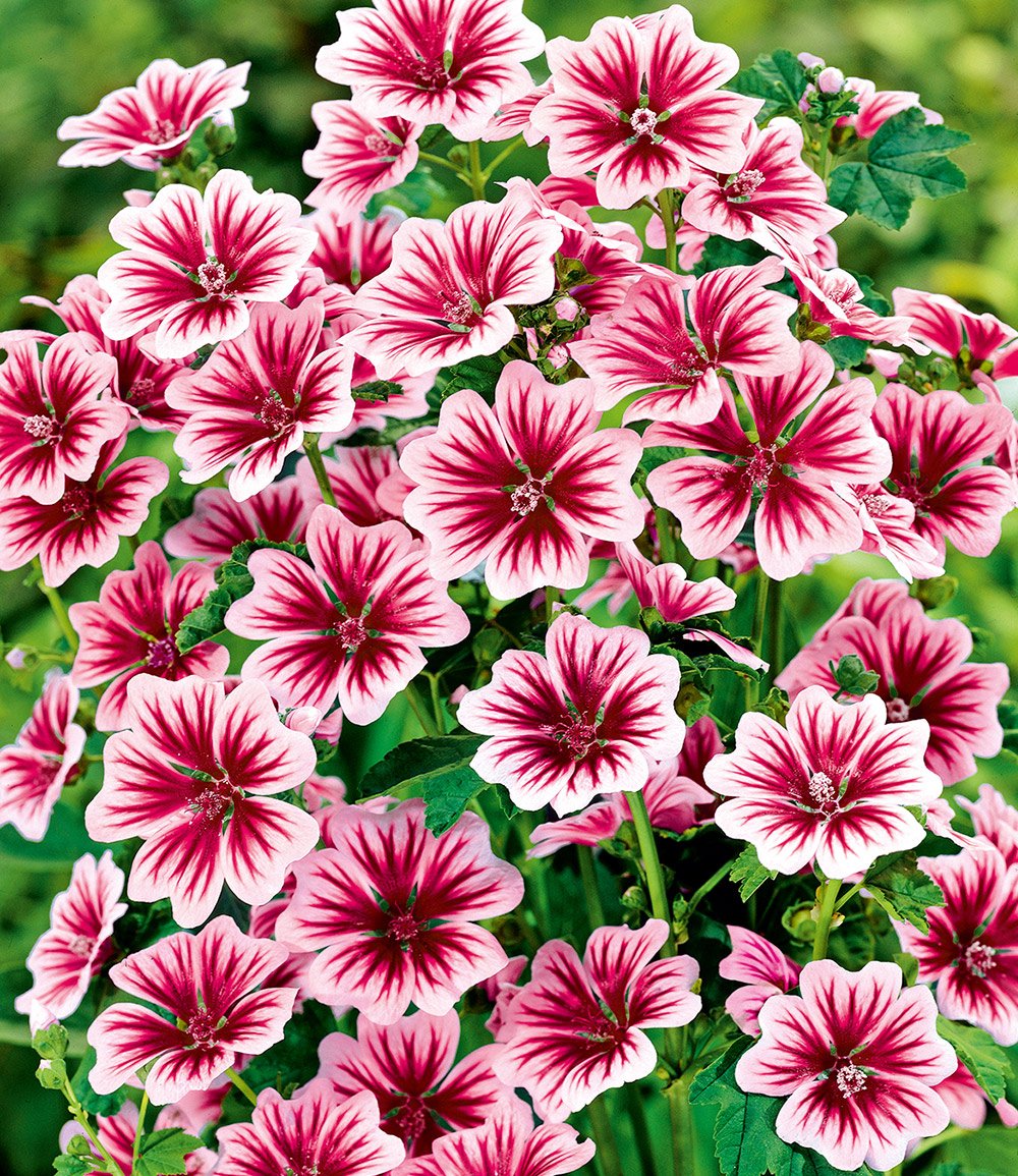 Winterhartes Stauden-Sonnenbeet