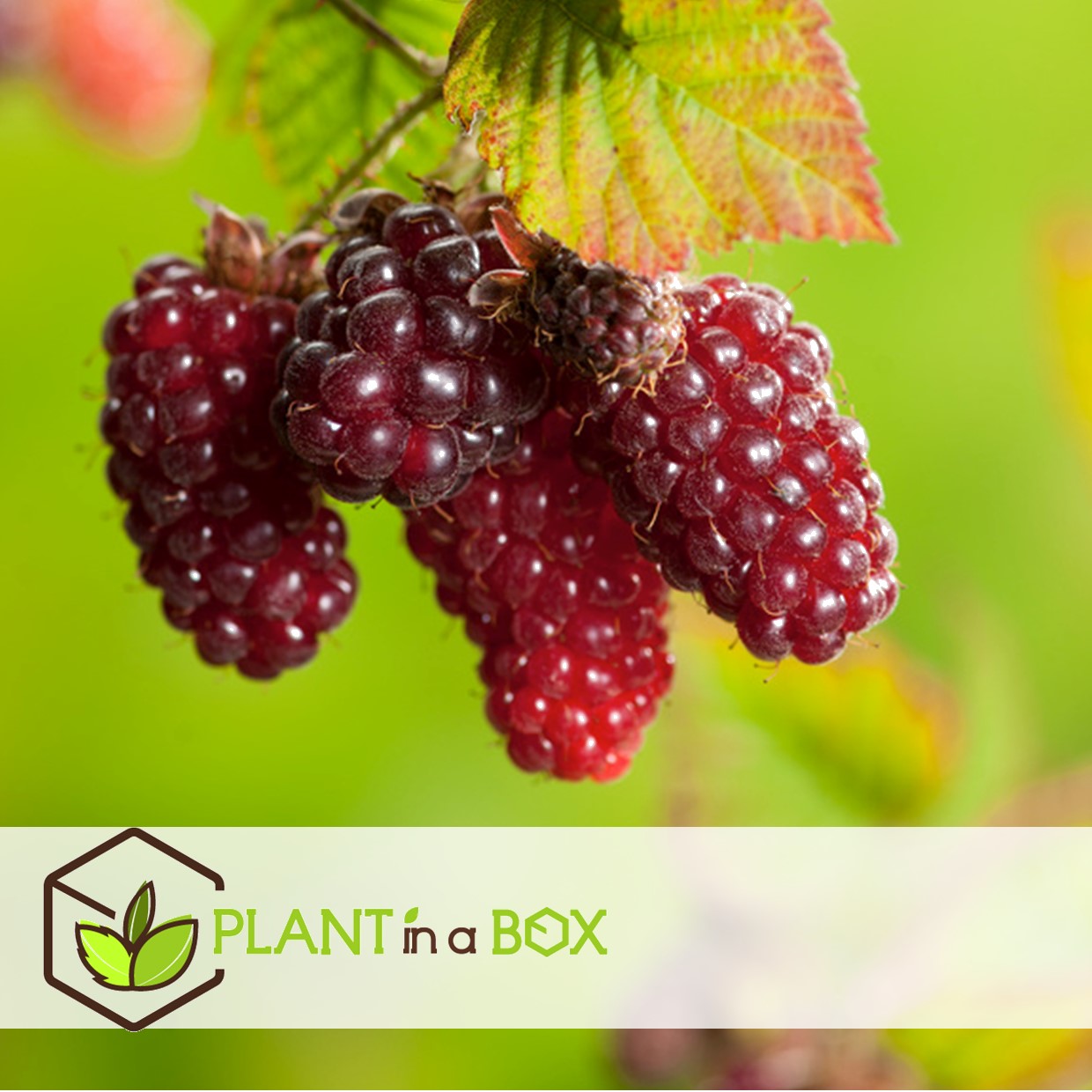 Rubus tayberry - set de 3 - plante de jardin - mûre - pot 9cm - hauteur 25-40cm