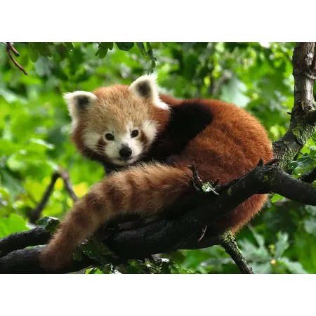 Ravensburger Puzzle - Süßer roter Panda, 500 Teile