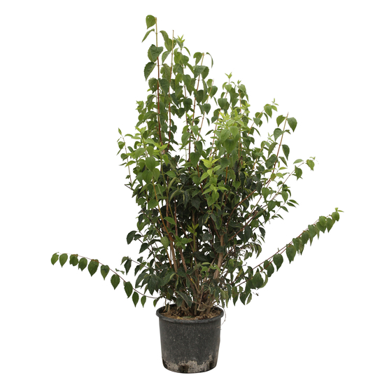 Philadelphus coronarius :H 125/150 ctr 15 litres
