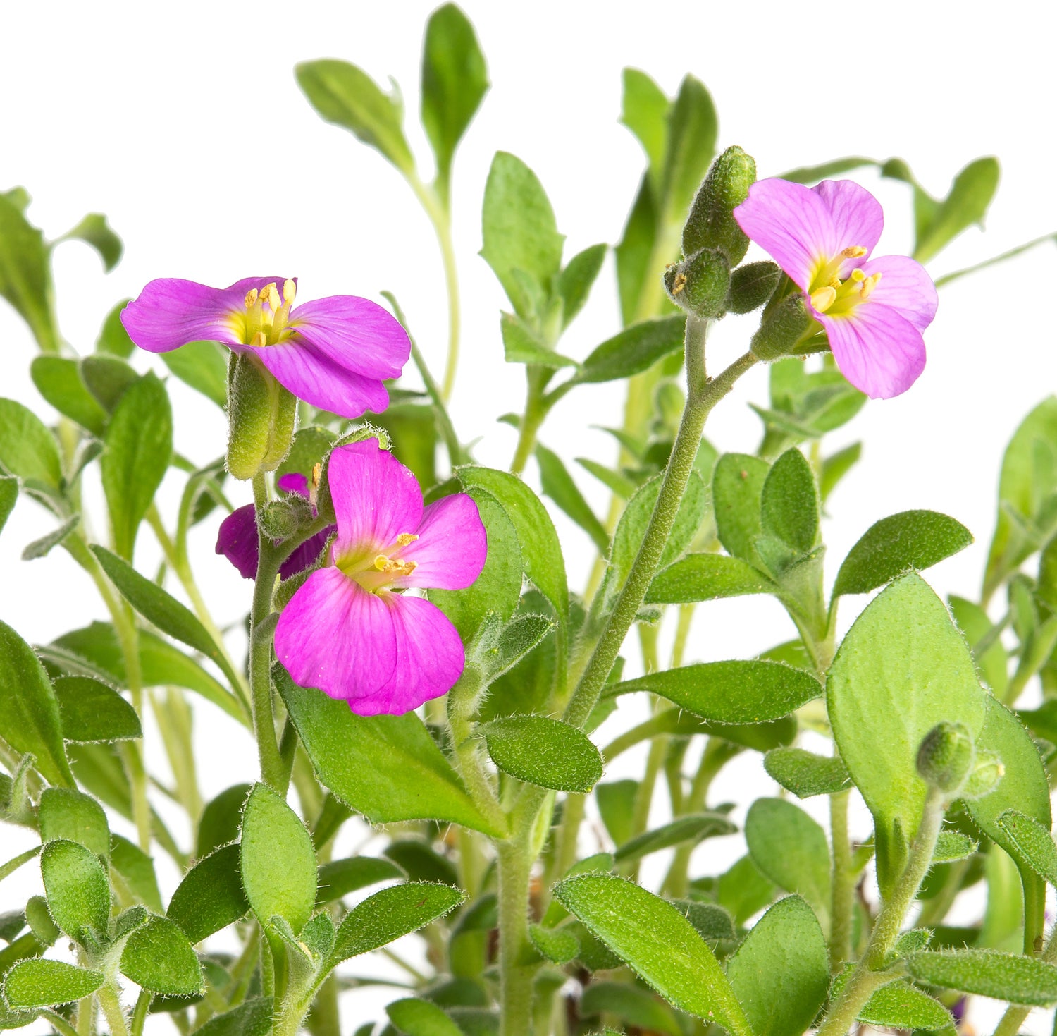 Blauwkussen (Aubrieta 'Cascade Purple') D 9 H 10 cm