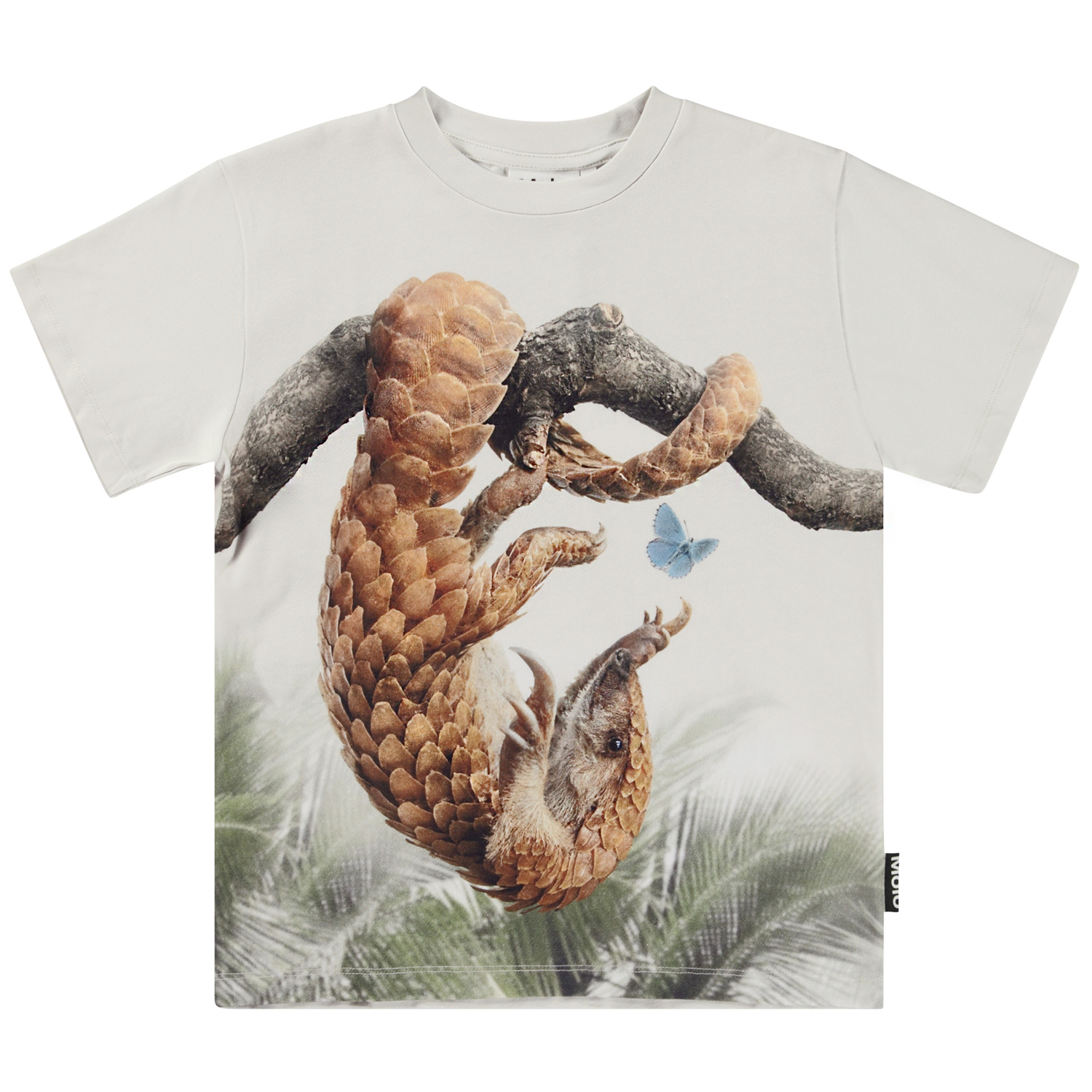 Riley - Pangolin