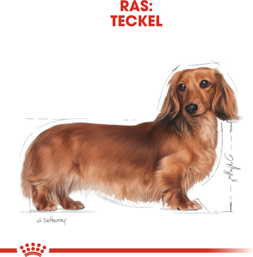 Royal Canin hondenvoer Dachshund adult 7,5 kg