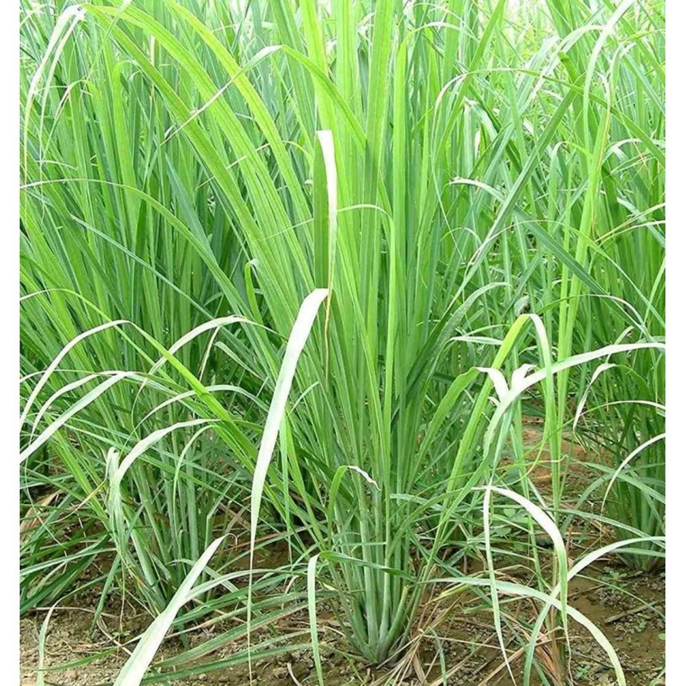 Cymbopogon citratus (citronnelle) taille pot de 2 litres - 20/100 cm