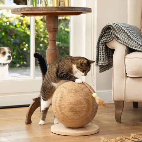 Gato marrom arranhando globo