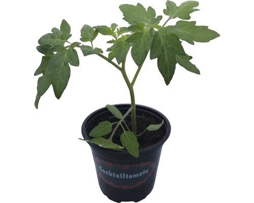 Cocktailtomaat Ø 9 cm pot, diverse soorten