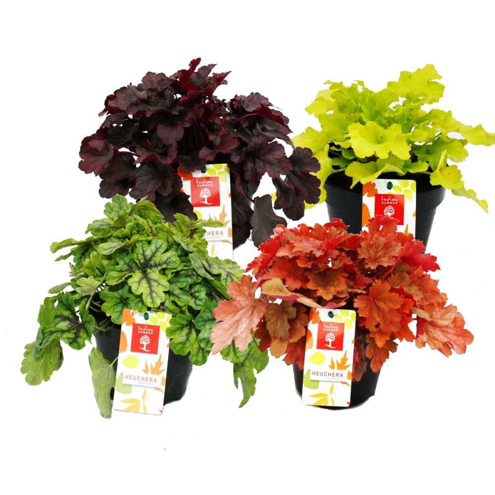 Couvre-sol rustique - heuchera mix - été indien - 4 grandes plantes - cloches violettes