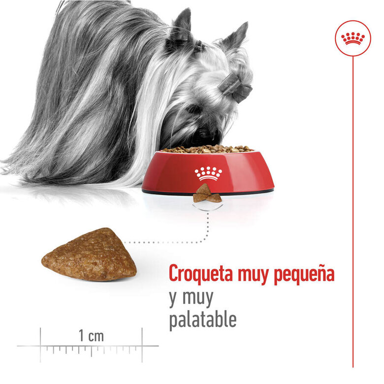 Ração Royal Canin X-Small para cães adultos com mais de 12 anos