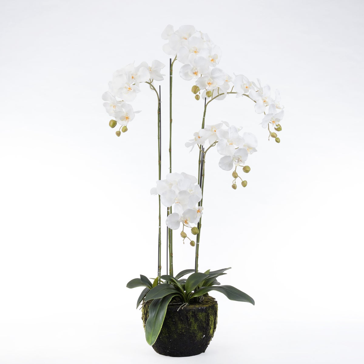 Intratuin kunstplant Vlinderorchidee 48 x 42 x 115 cm wit