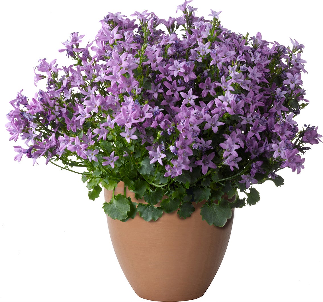 Klokjesbloem (Campanula 'Ambella Intens Purple') D 10,5 H 22,5 cm