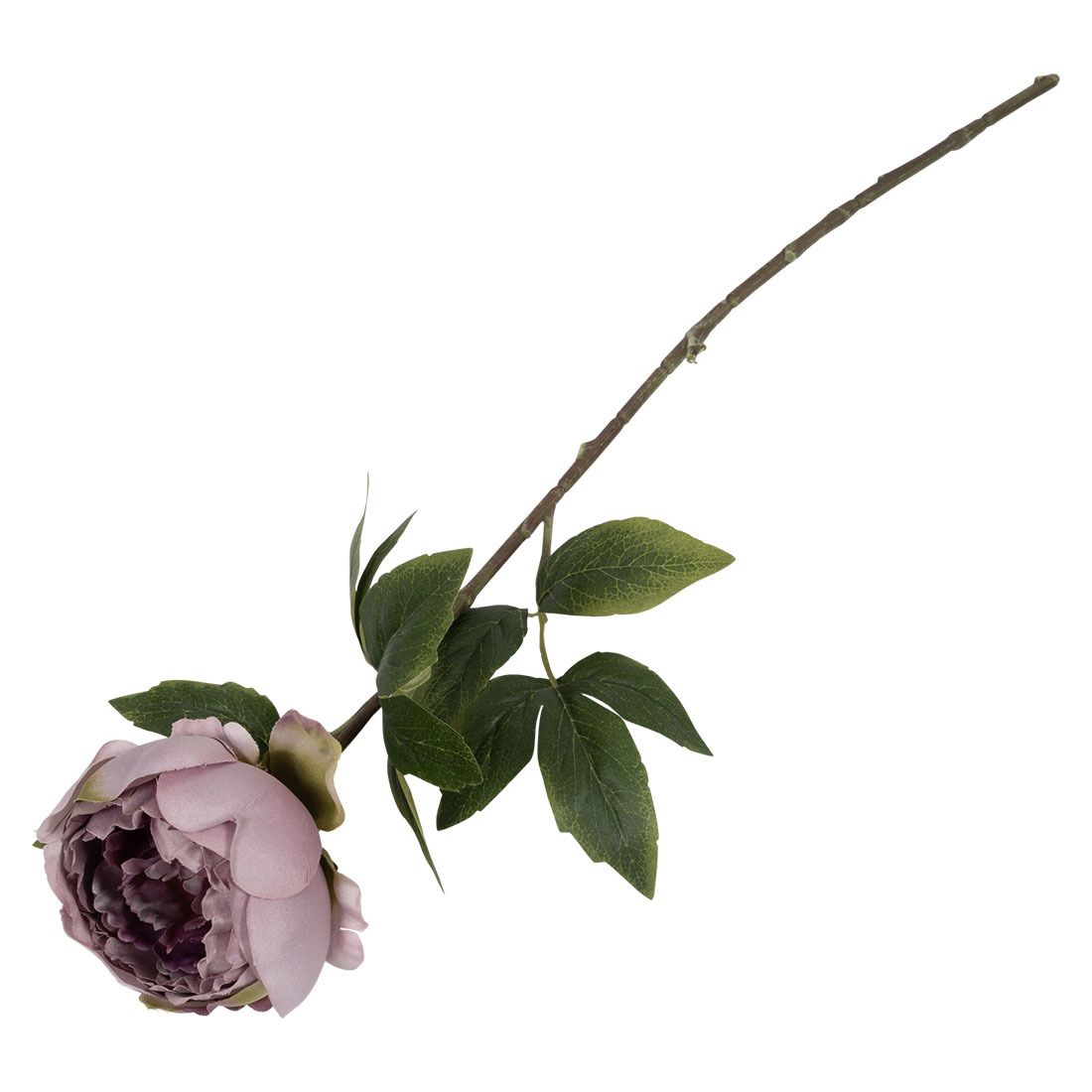 Peon blomst