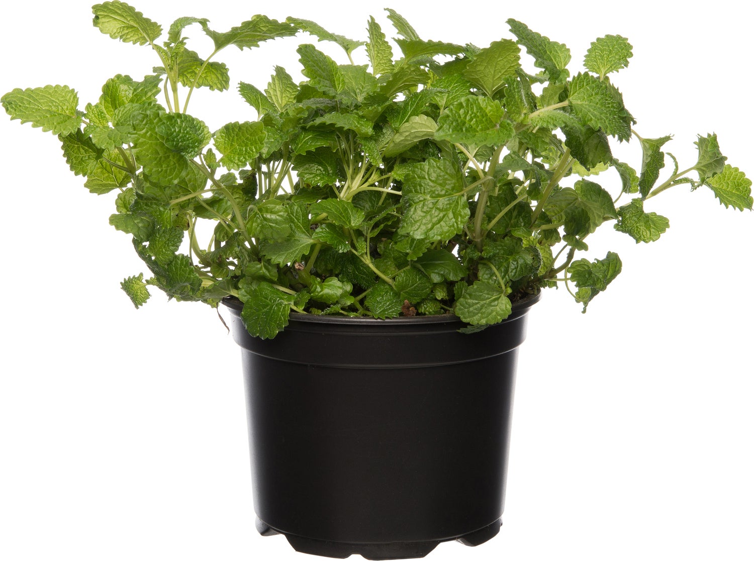 Biologische citroenmelisse (Melissa officinalis) D 12 H 20 cm