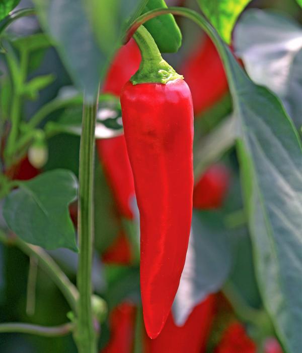 Basken-Peperoni